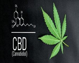 CBD Oil